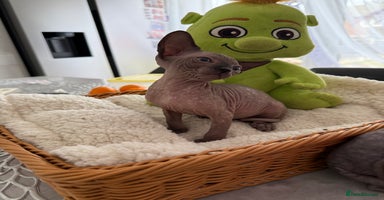 Sphynx cats - Advert 4