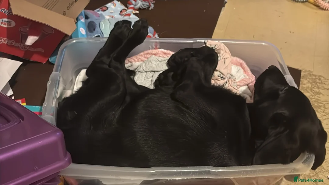 Labrador Retriever dogs for sale: little lady needs loving new home - Advert 1