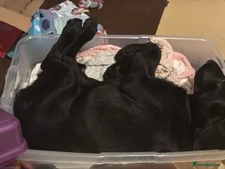 Labrador Retriever dogs little lady needs loving new home - Advert 12