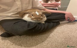 French Lop rabbits for sale: 4 x mixed breed lop bunnies 2 x albino REW 2 x not - Image 19