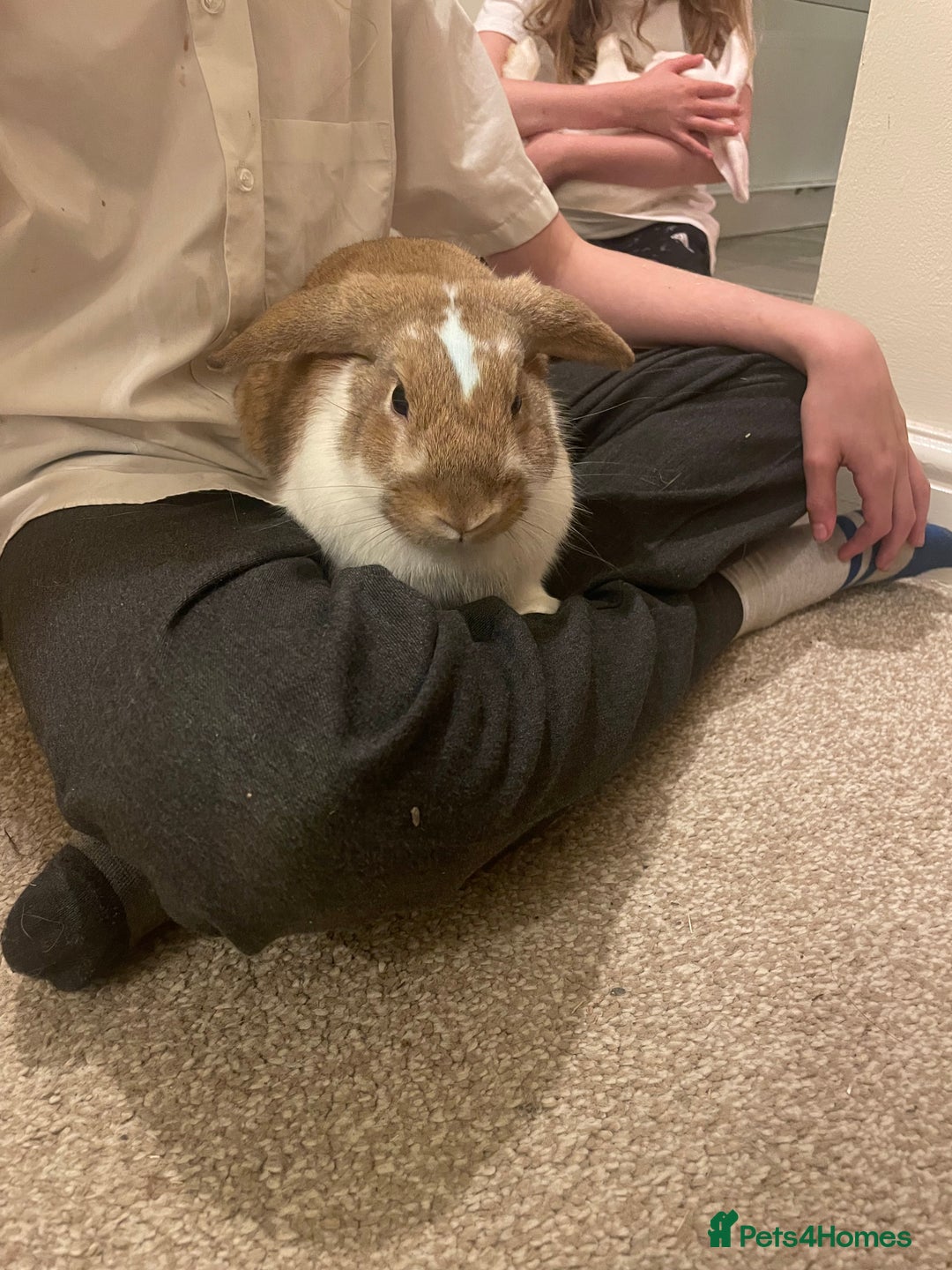 French Lop rabbits for sale: 4 x mixed breed lop bunnies 2 x albino REW 2 x not - Image 19