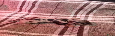 Miniature Dachshund 4