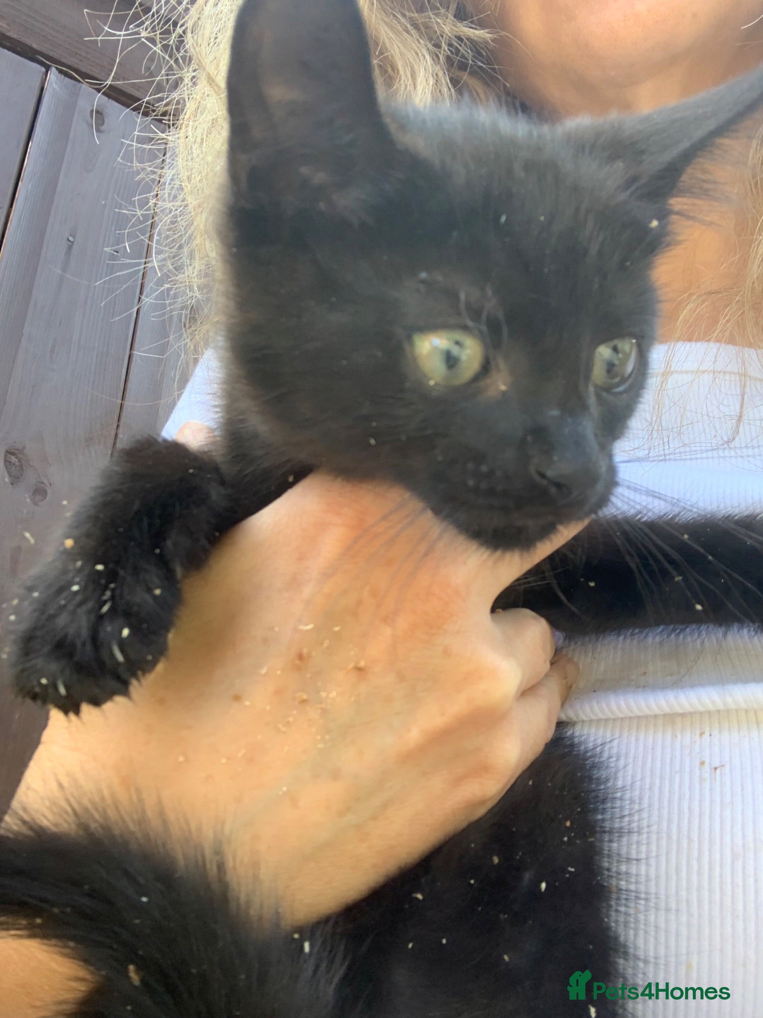 Mixed Breed cats Two kittens for sale - Advert 1