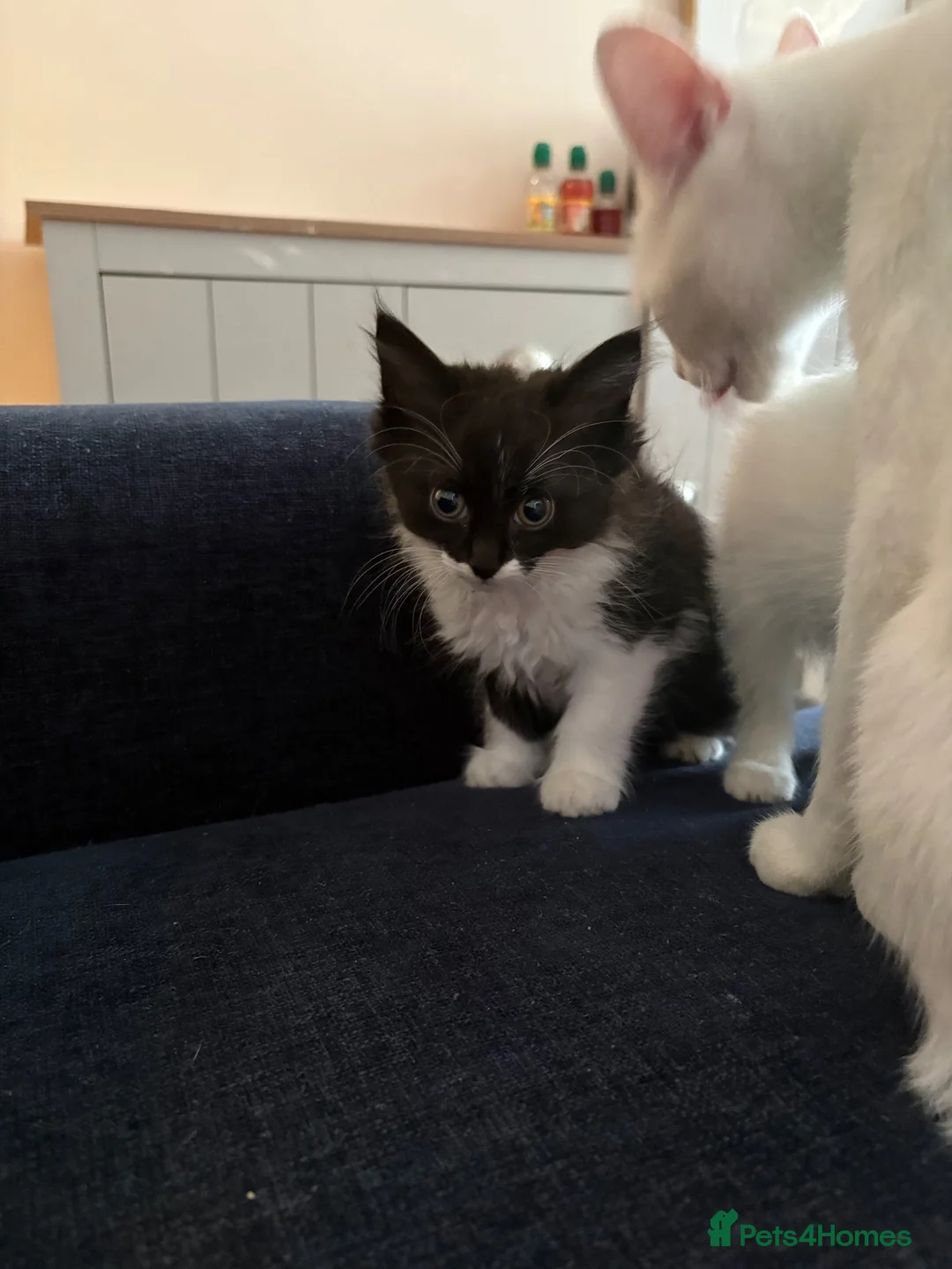 Mixed Breed cats for sale: 3 kittens for sale - Advert 5