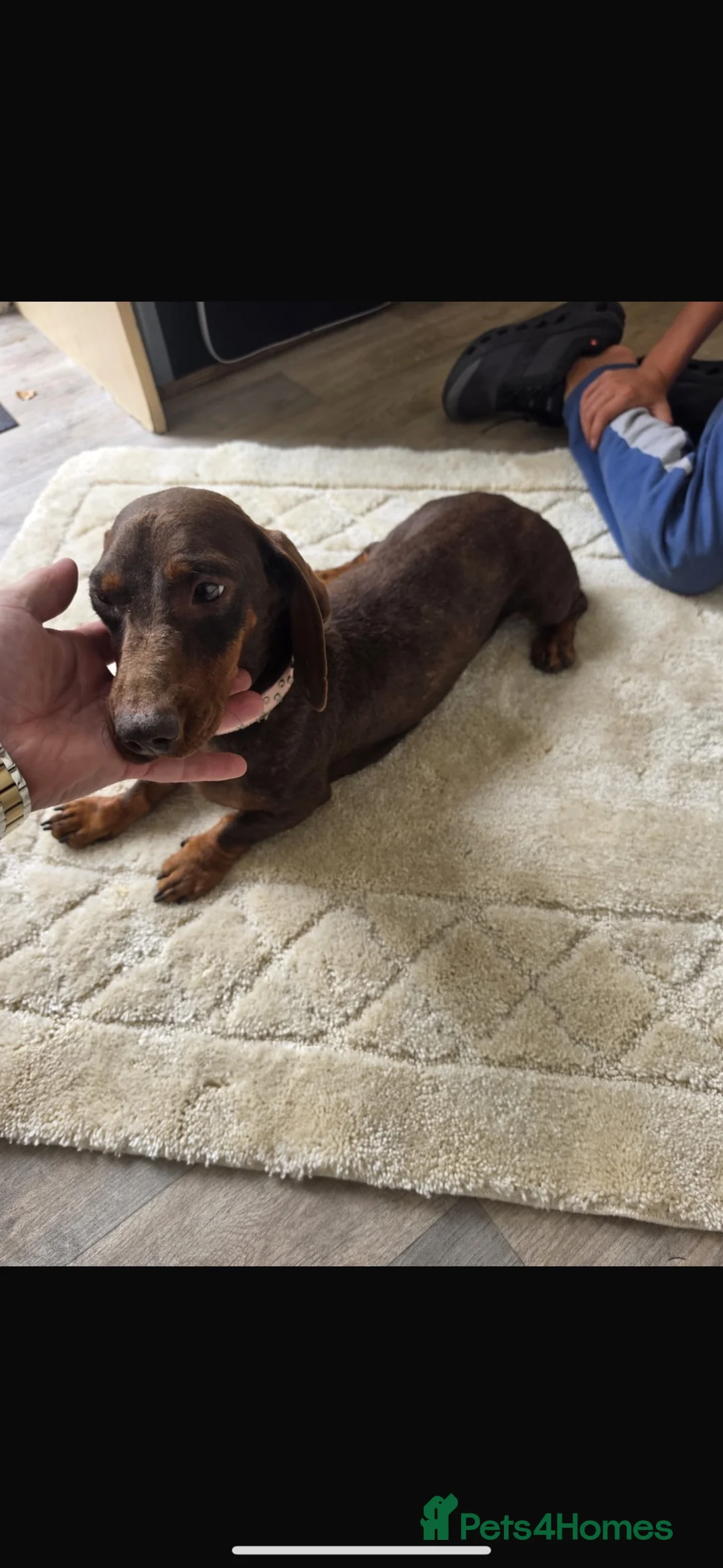 Miniature Dachshund dogs for sale: Miniature dachshund - Advert 2