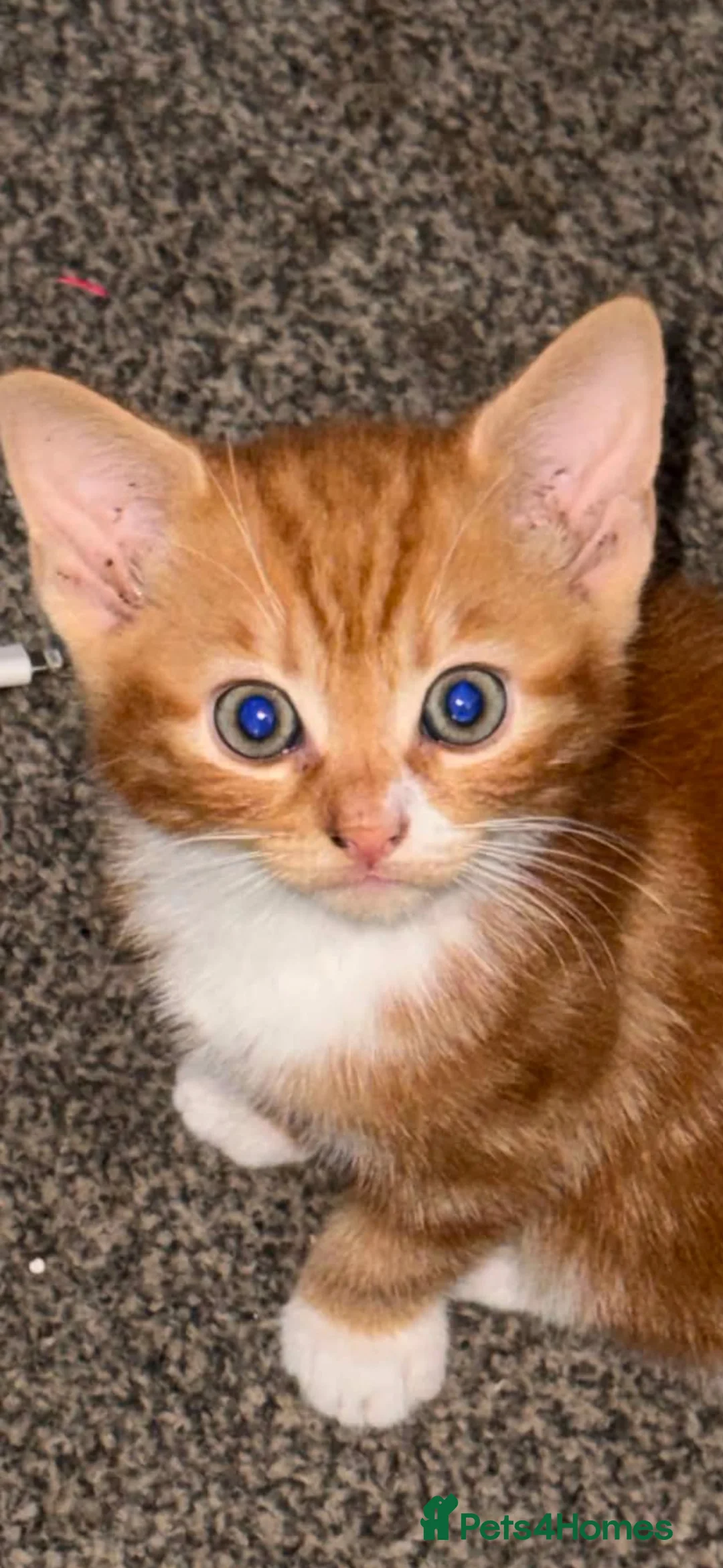 Mixed Breed cats for sale: Ginger kittens  - Advert 6