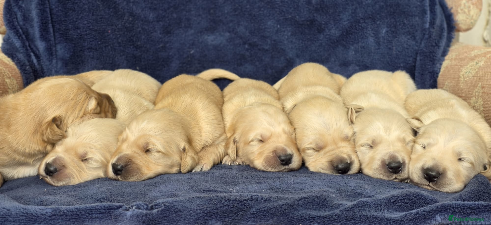 Goldador dogs 🐶 Adorable puppies AVAILABLE 😍  - Advert 1