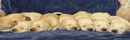 Goldador dogs for sale: 🐶 Adorable puppies ready for their forever homes  - Advert 3