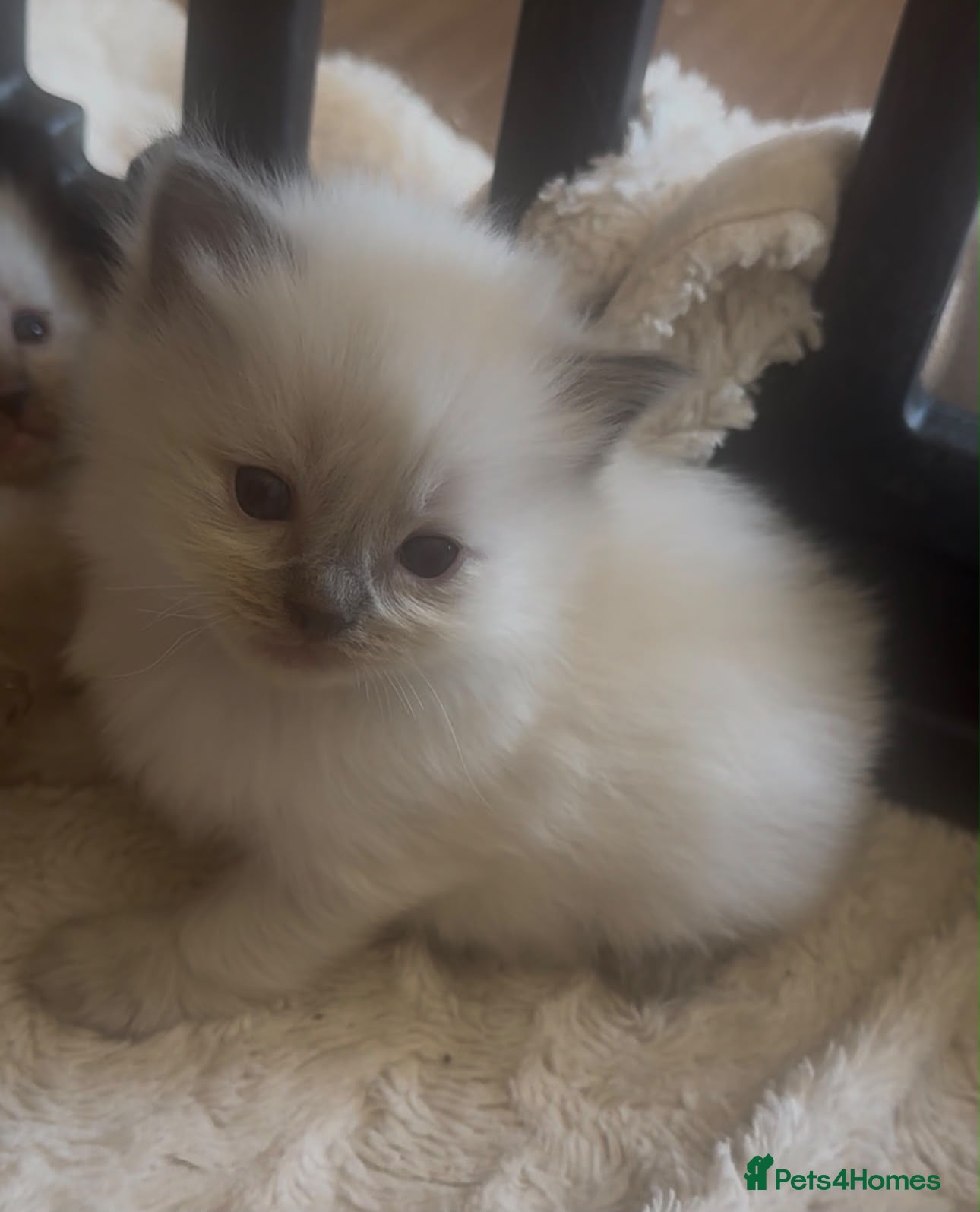 Ragdoll cats GCCF Ragdoll Kittens £800 - Advert 1