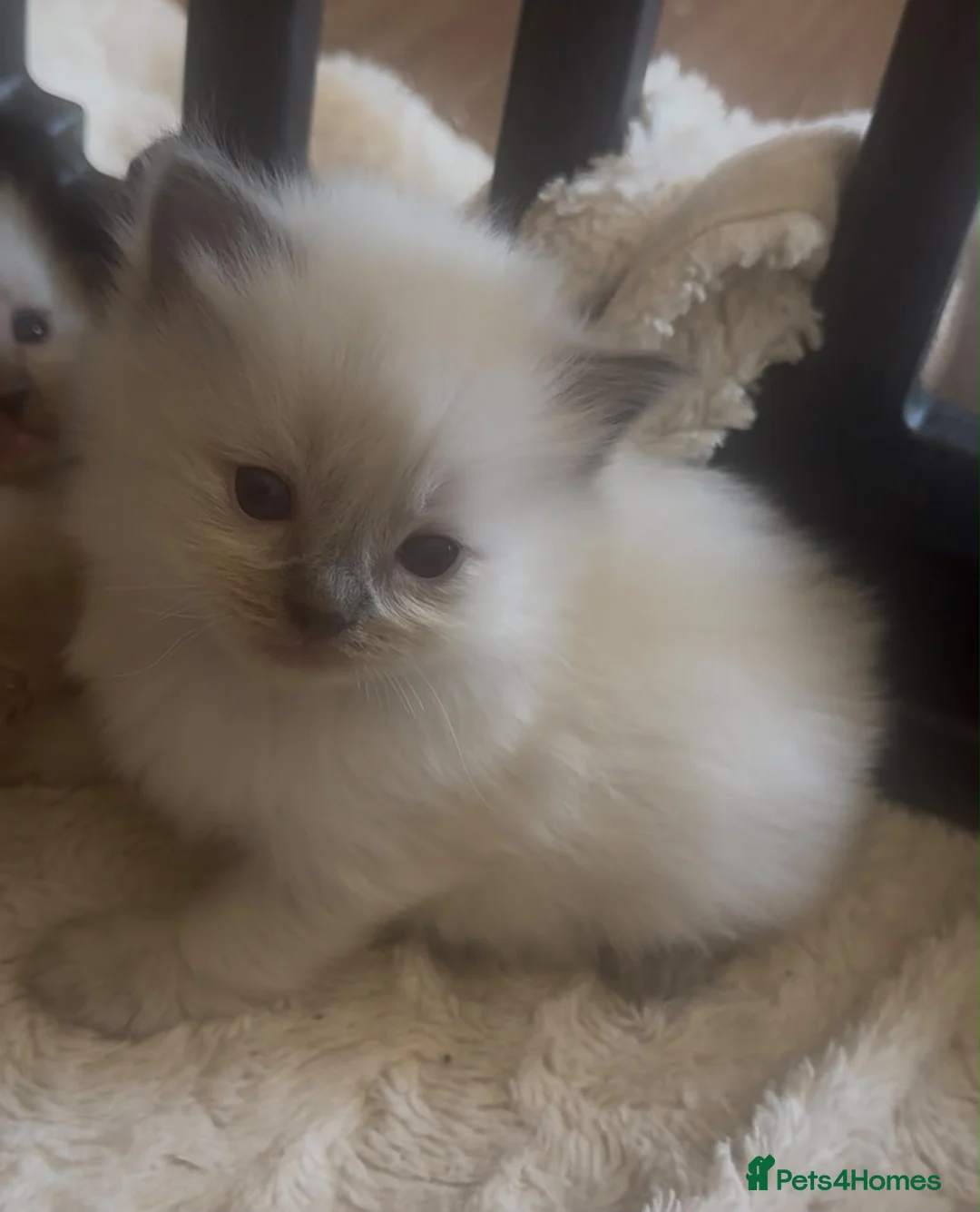 Ragdoll cats for sale: GCCF Ragdoll Kittens £800 in Chesham - Advert 1