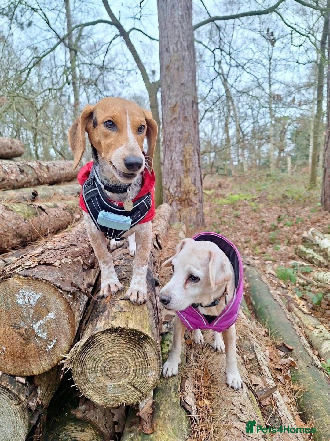 Mixed Breed dogs for adoption: Adorable Mimi Beagle cross 5 months old - Advert 13