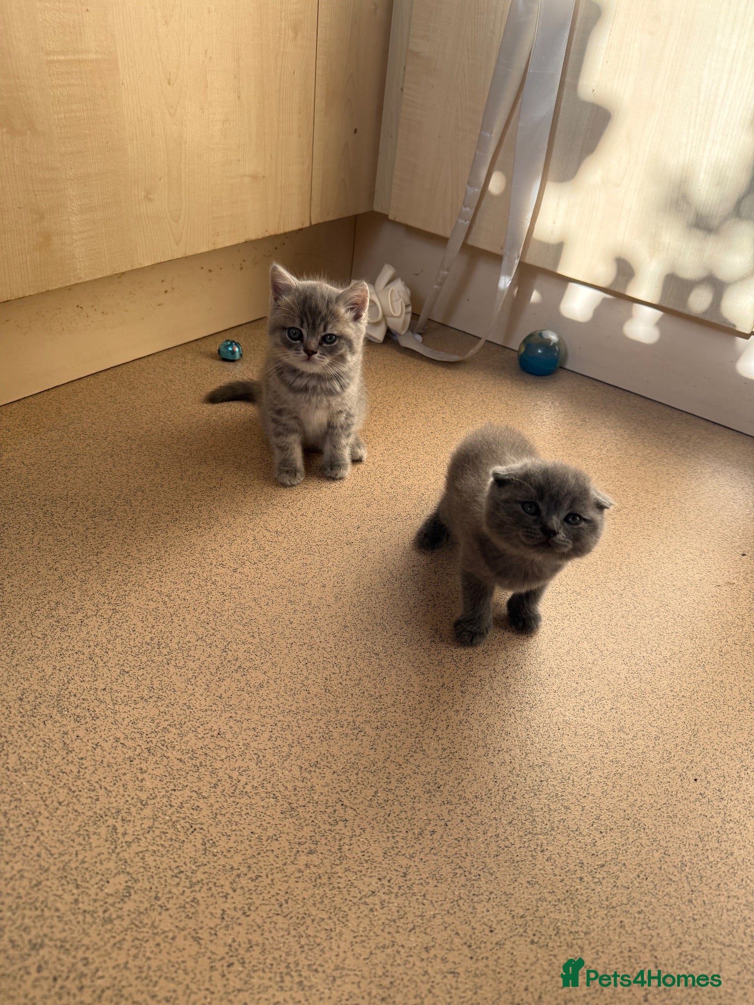Scottish Fold cats Scottish fold kittens ready for reservation - Advert 5