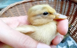 Ducks poultry for sale: Apricot and Mallard Indian Runner Ducklings - Image 5