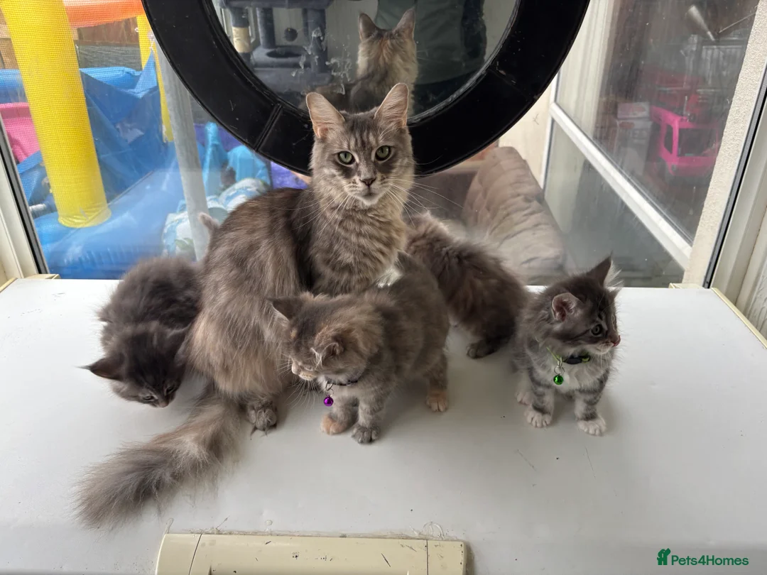 Maine Coon cats for sale: Maine coon kittens  - Advert 2