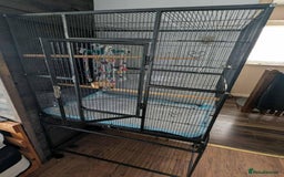 Ringnecks birds for sale: Ringnecks x2 Female's + Large cage - Image 8