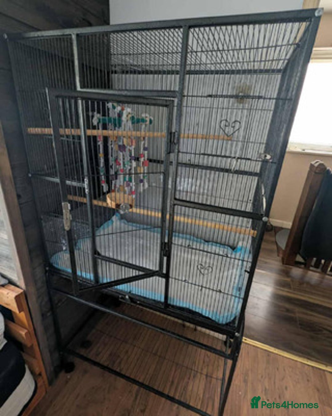 Ringnecks birds for sale: Ringnecks x2 Female's + Large cage - Image 8
