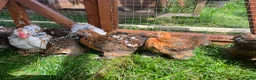 Chickens poultry for sale: Frizzle - pekin bantam pullets - Advert 7