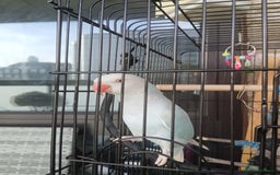 Parrots birds for sale: Ringneck  - Image 2