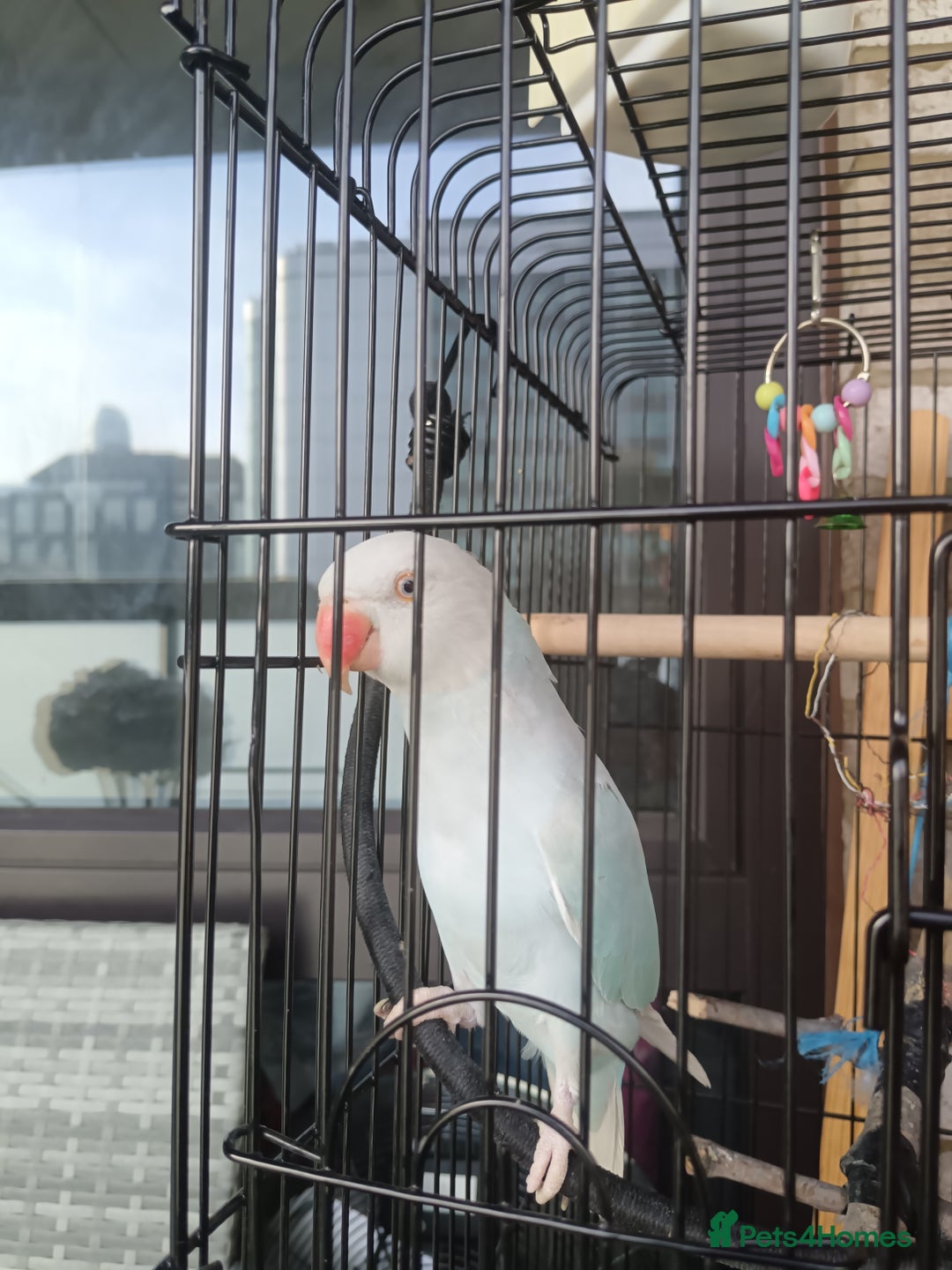 Parrots birds for sale: Ringneck  - Image 2