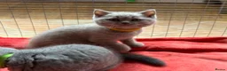 British Shorthair cats for sale: British Shorthair Kittens  - Advert 5