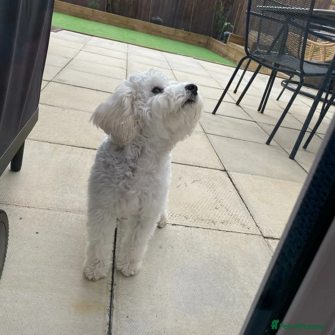 Cavapoo dogs for sale: Meet Our Adorable Cavapoo in Stoke-on-Trent - Advert 6