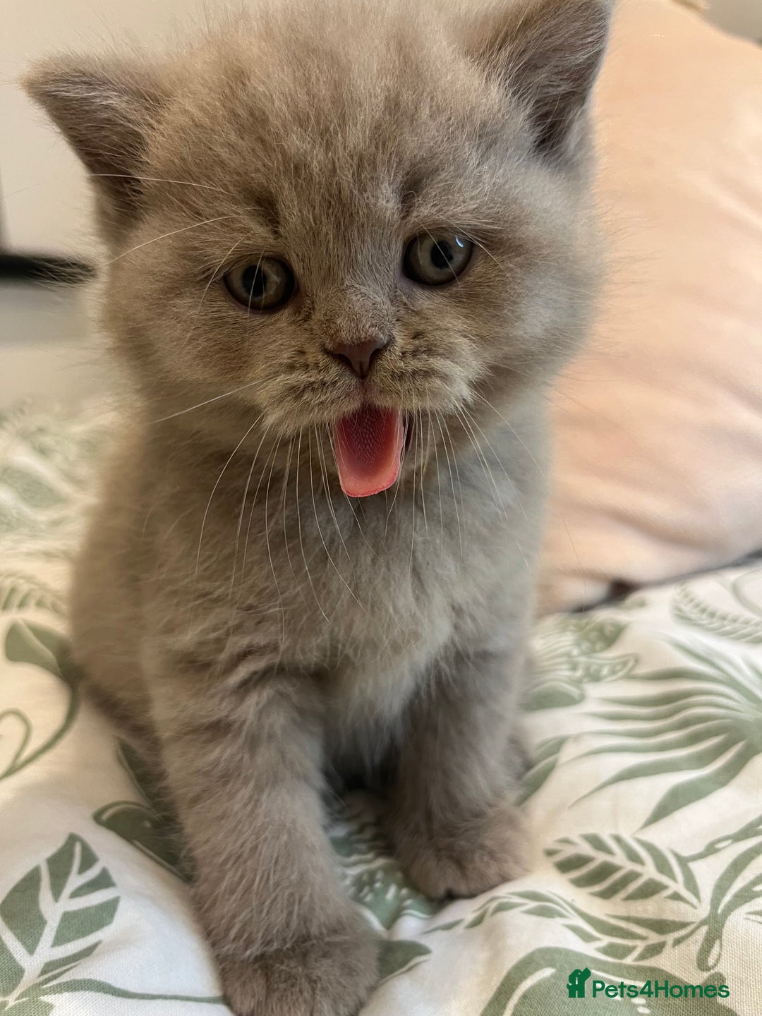 British Shorthair cats for sale: Pedigree British Shorthair Kittens Golden & Lilac - Advert 14