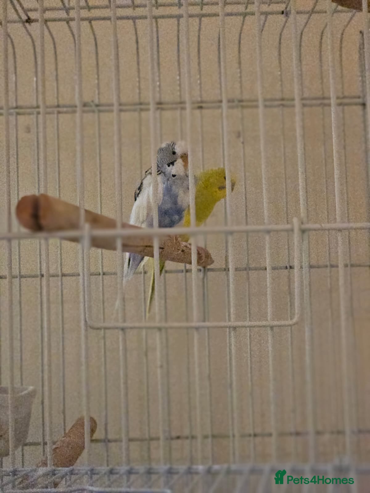 Budgerigars birds Birds - Advert 19