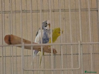 Budgerigars birds - Advert 5