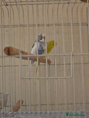 Budgerigars birds - Advert 2