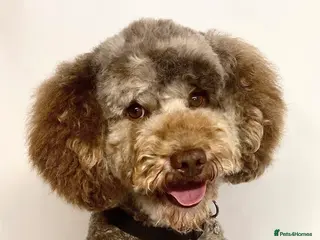 Miniature Poodle dogs Paddington Bear at Stud! Chocolate Merle Poodle - Advert 5