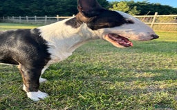 Miniature Bull terrier dogs for sale: Miniature bull terrier - Image 7