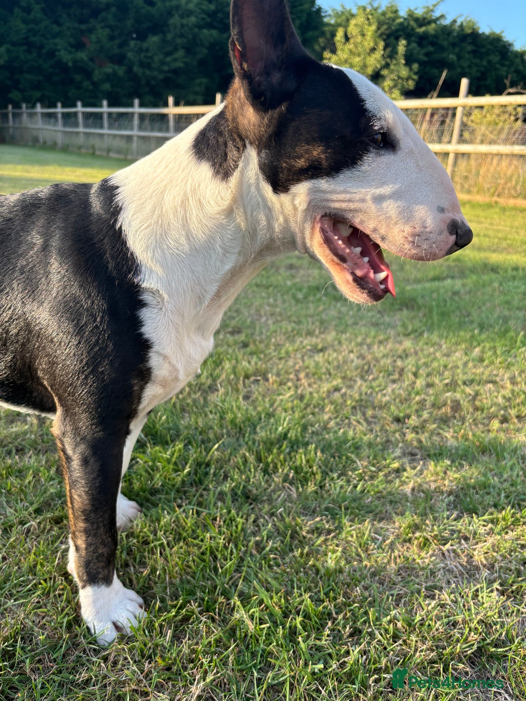 Miniature Bull terrier dogs for sale: Miniature bull terrier - Image 7