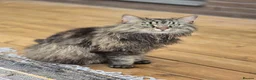 Mixed Breed cats for sale: Family of 2-3 Magical Long Hair Cats - Advert 3