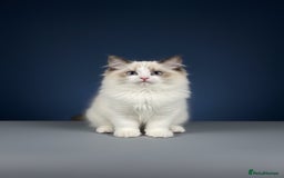 Ragdoll cats for sale: GCCF Champion Line ragdolls kitten  - Advert 7