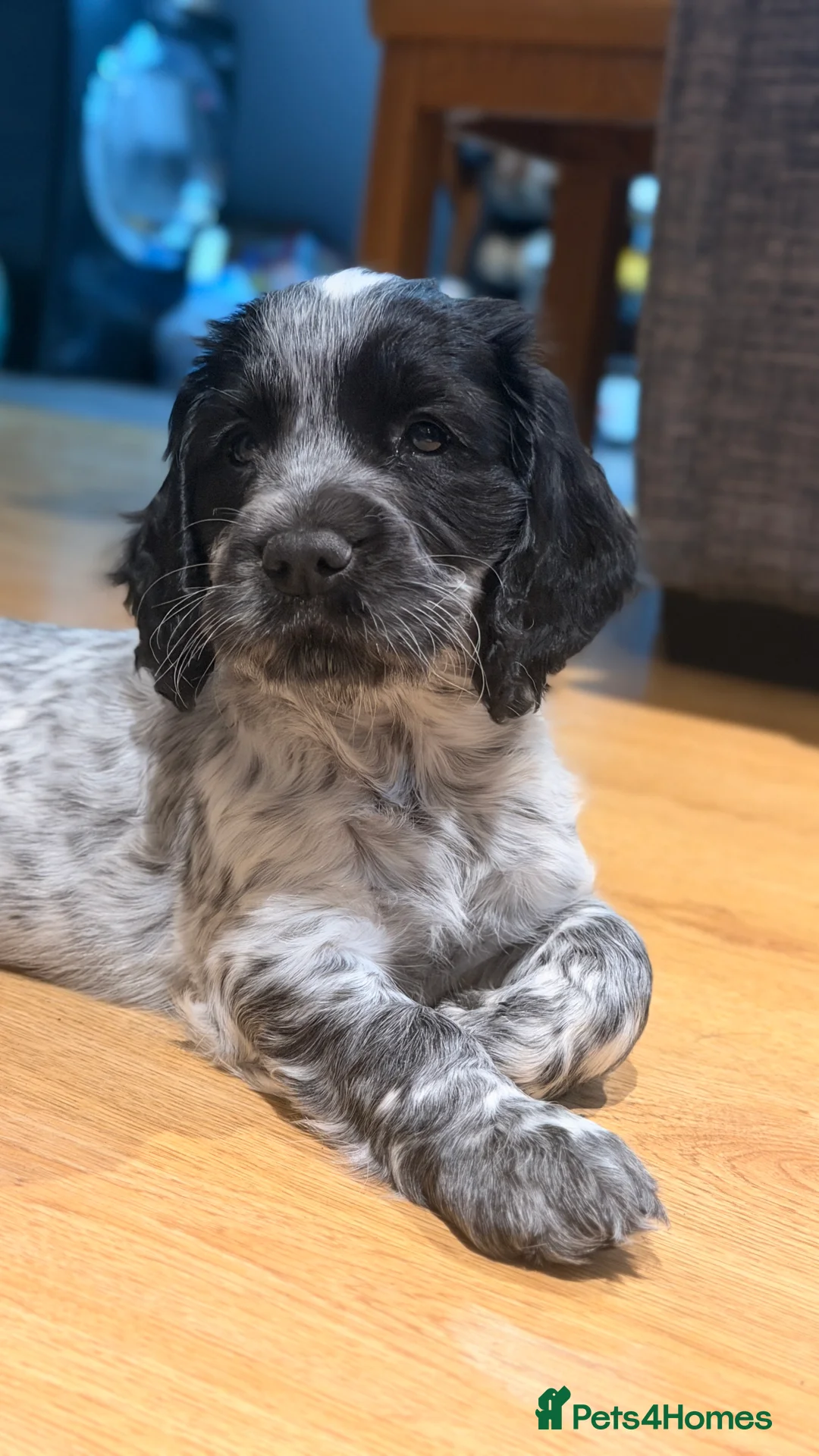 Cocker Spaniel dogs for sale: KC reg working cocker  in South Molton - Advert 2