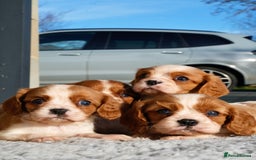 Cavalier King Charles Spaniel dogs for sale: ⭐️ Cavalier King Charles Puppies ⭐️ - Advert 7