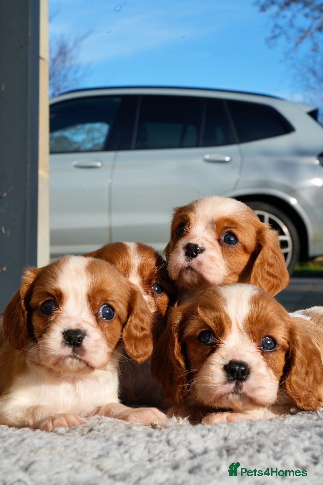 Cavalier King Charles Spaniel dogs for sale: ⭐️ Cavalier King Charles Puppies ⭐️ - Advert 7