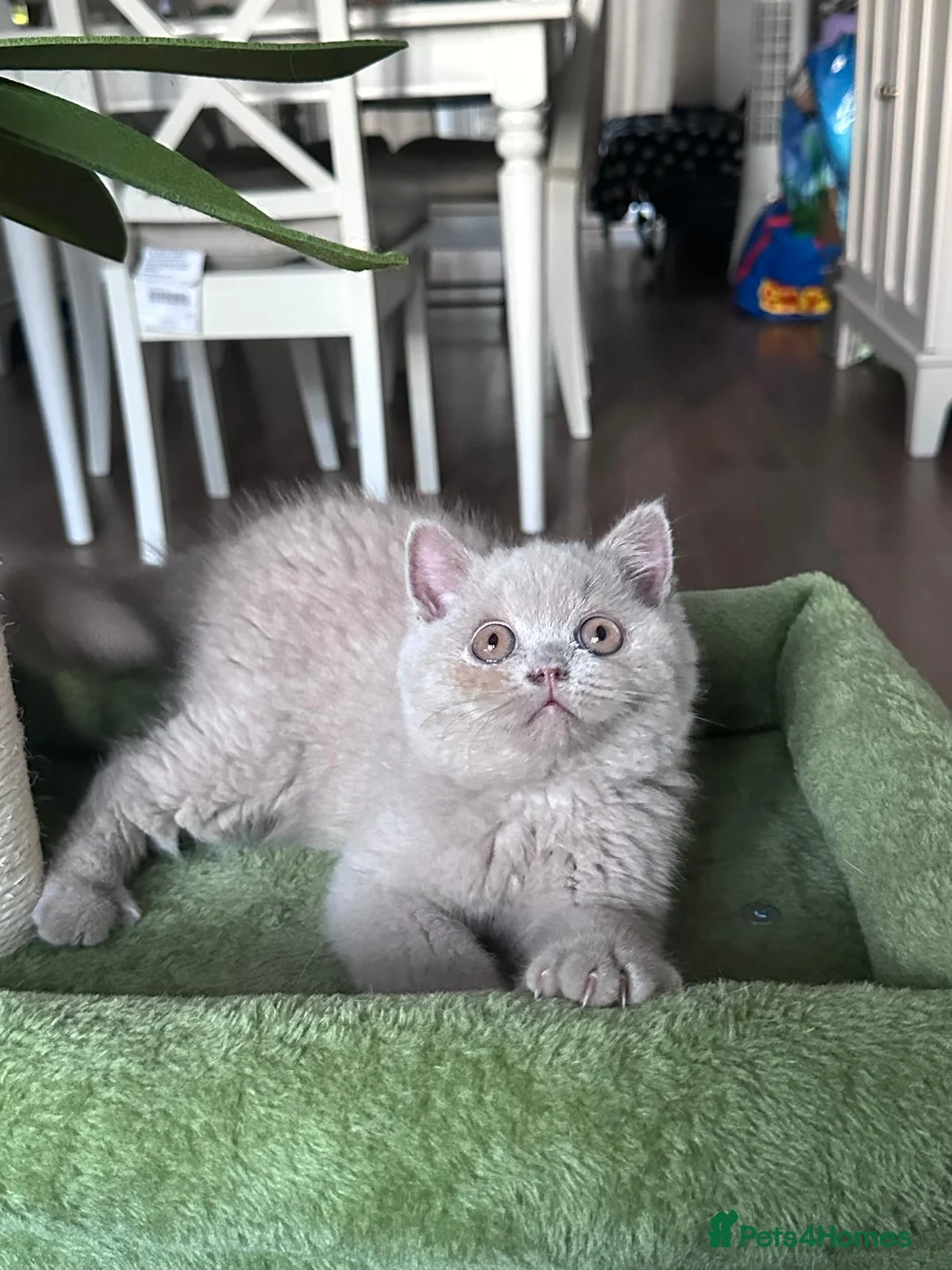 British Shorthair cats for sale: 3 British shorthair boys for sale  in Kenley - Advert 2