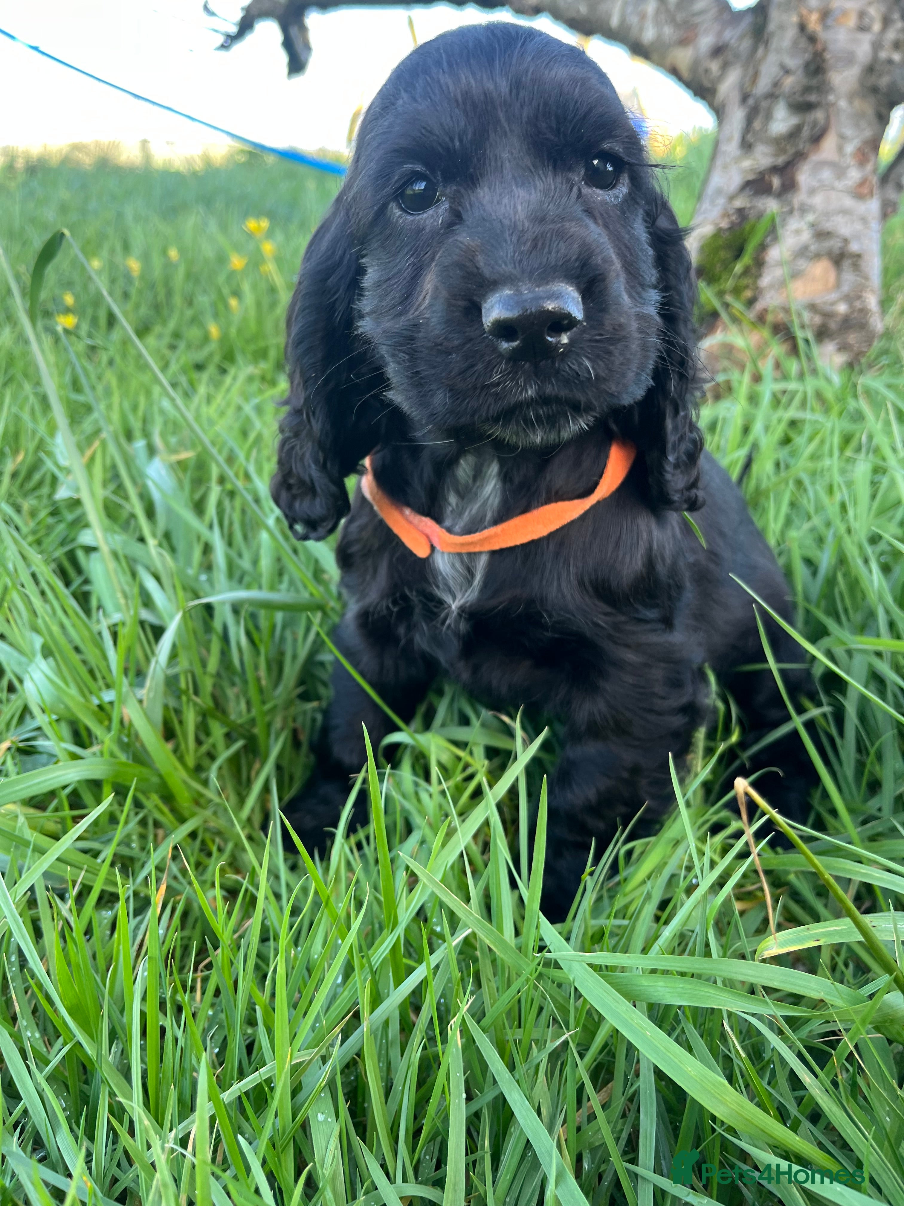 Cocker Spaniel dogs Stunning show type cocker spaniel puppies  - Advert 6