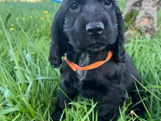 Cocker Spaniel dogs Stunning show type cocker spaniel puppies - Advert 6
