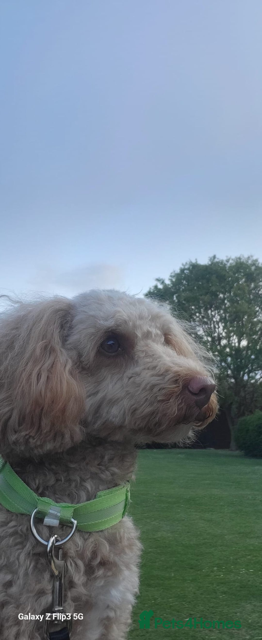 Poochon dogs for stud: Stud Boy poochon in Derby - Image 10