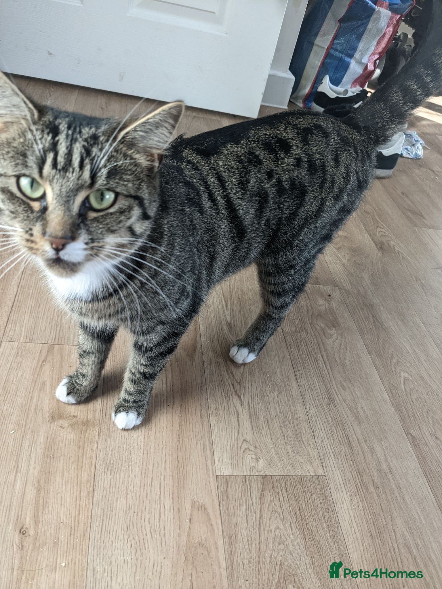 British Shorthair cats Beautiful 3 year old cat  - Advert 1