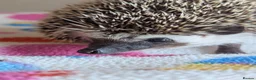 Pygmy Hedgehog rodents for sale: Gorgeous Hoglets Ready to Reserve Now - Advert 4