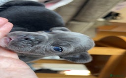 French Bulldog dogs for sale: 2 French bull dog puppies  - Image 2
