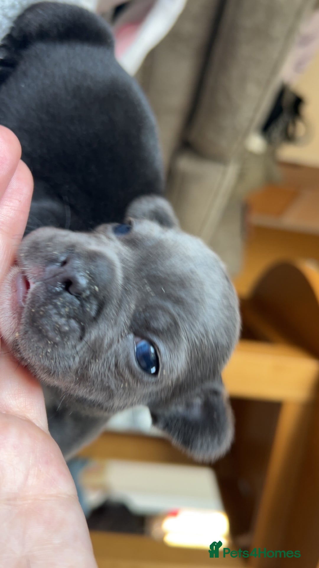 French Bulldog dogs for sale: 2 French bull dog puppies  - Image 2