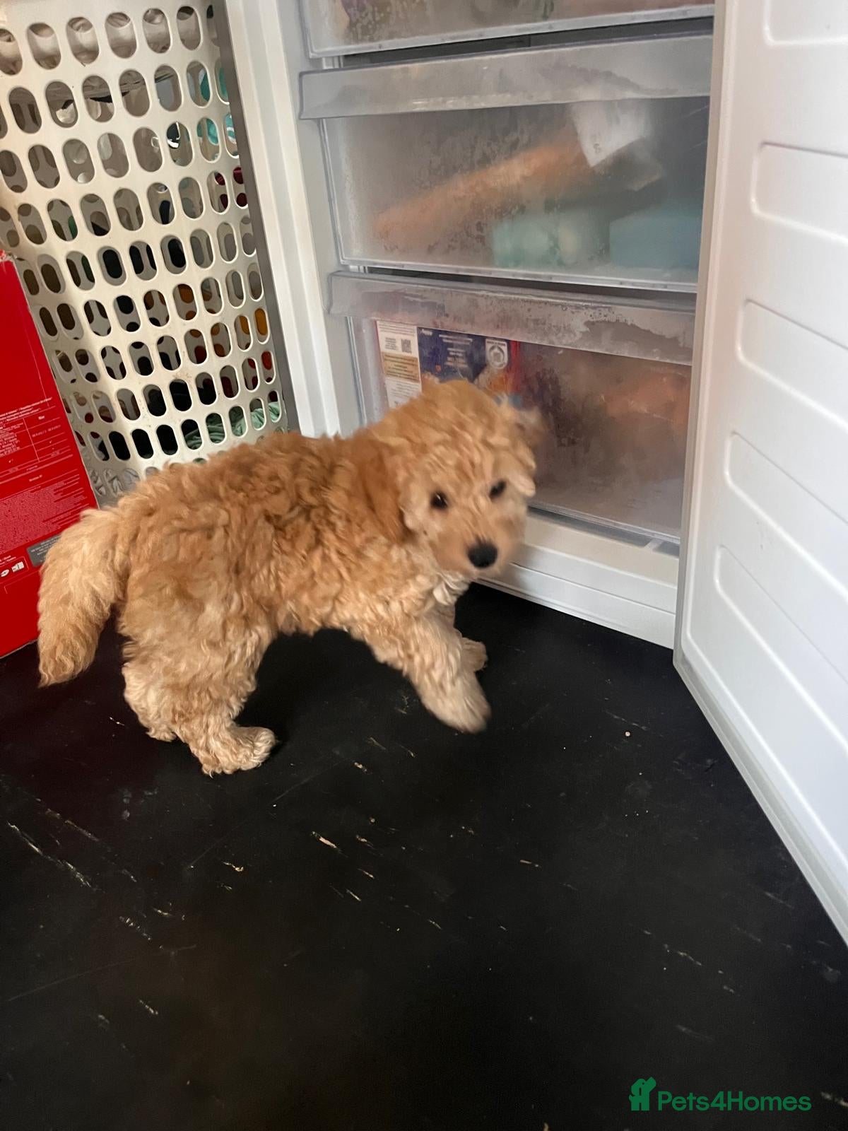 Miniature Poodle dogs 🐾 Adorable  Poodle Puppies for Sale! 🐾 - Advert 18