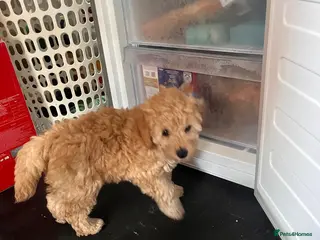 Miniature Poodle dogs 🐾 Adorable Poodle Puppies for Sale! 🐾 - Advert 18