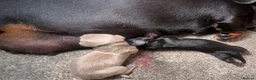 Miniature Dachshund dogs for sale: Dachshund minio - Advert 5