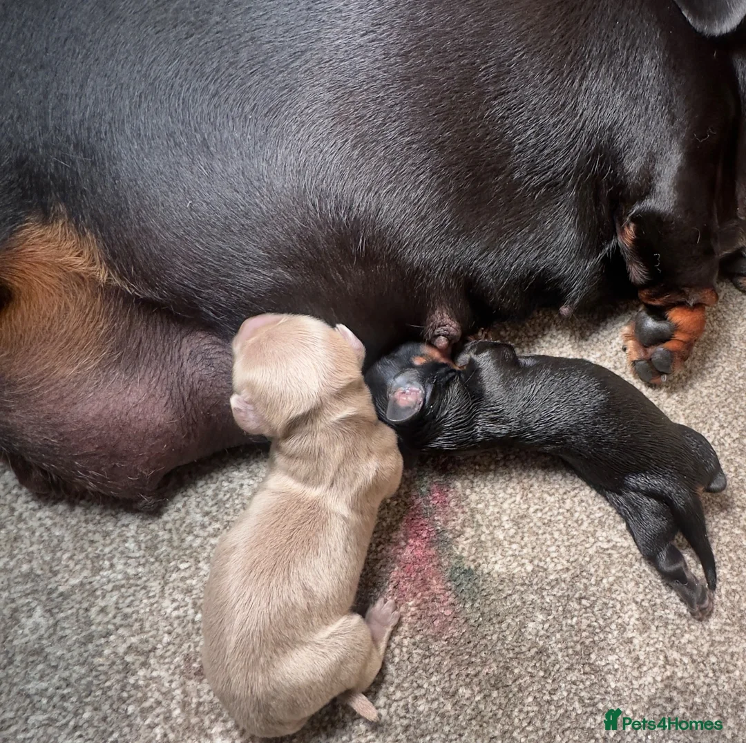Miniature Dachshund dogs for sale: Dachshund minio - Advert 5