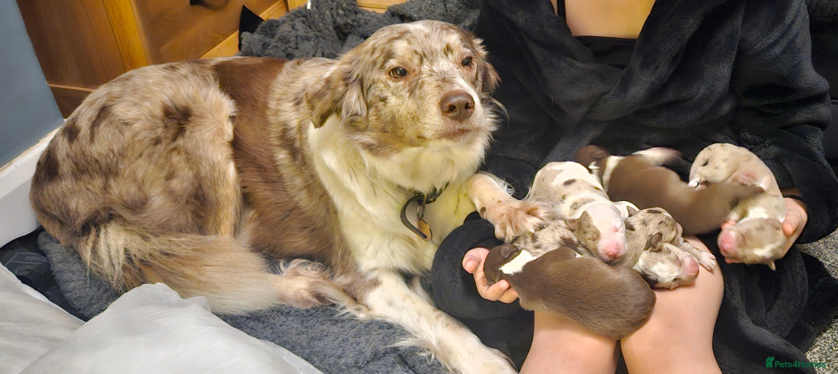 Border Collie dogs Red Merle Puppies - Advert 16